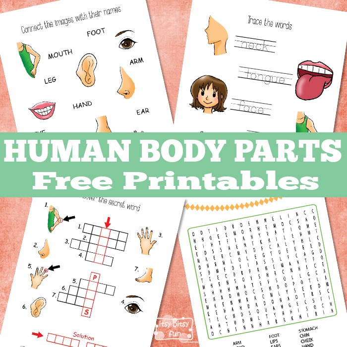 Human Body Parts Free Printable