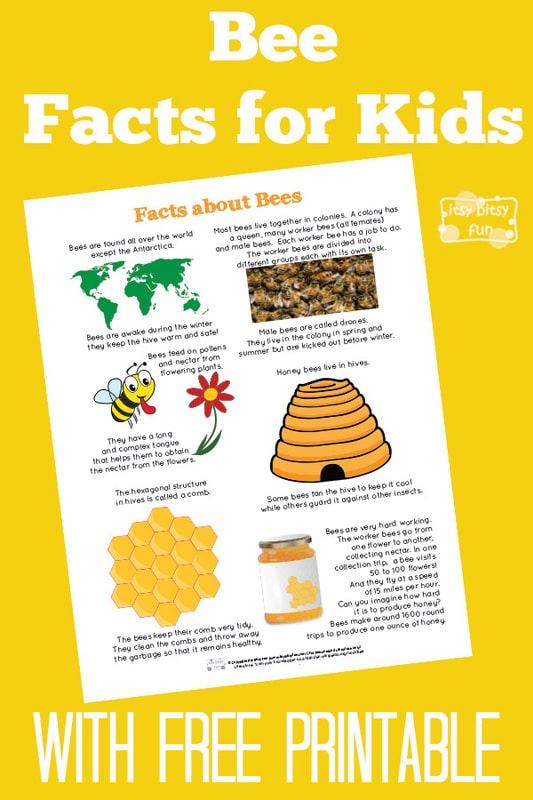 Fun Bee Facts for Kids - itsybitsyfun.com