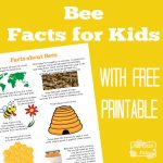 Fun Bee Facts for Kids - Itsy Bitsy Fun