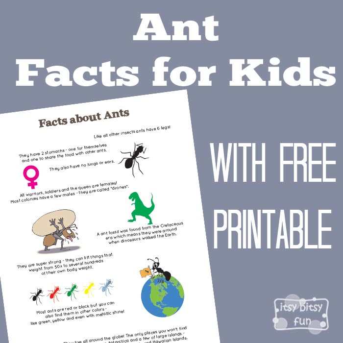 Fun Ant Facts Printable for Kids