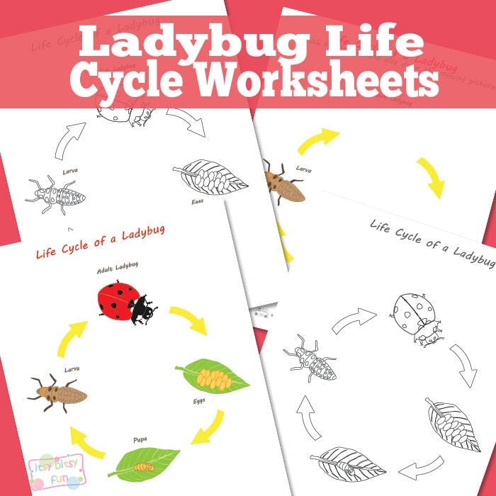 Ladybug Life Cycle Worksheets and Diagrams