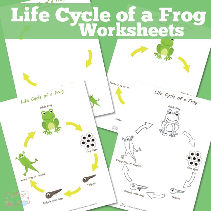 Life Cycle of a Frog Worksheets
