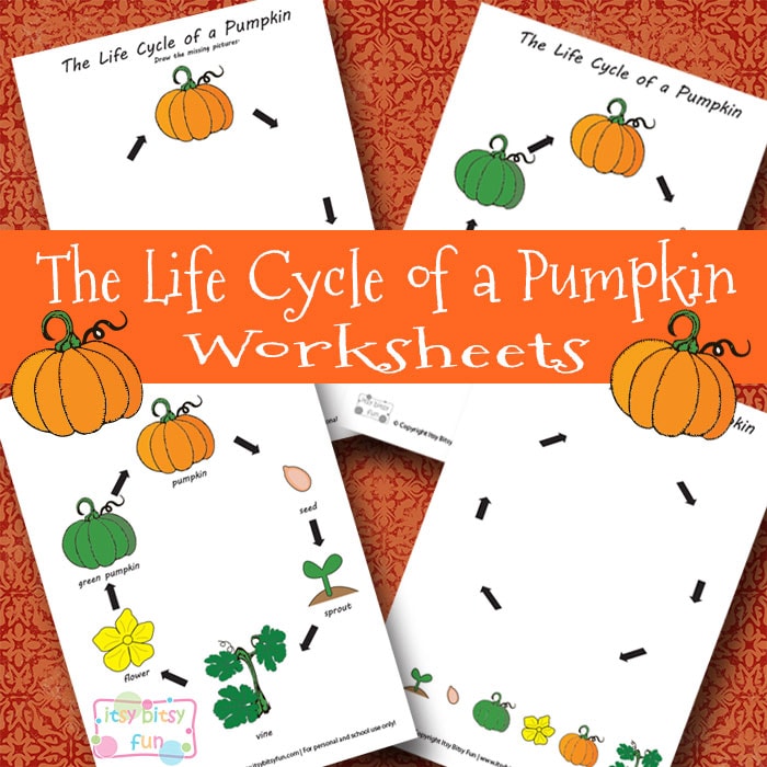 Life Cycle of a Pumpkin Worksheets