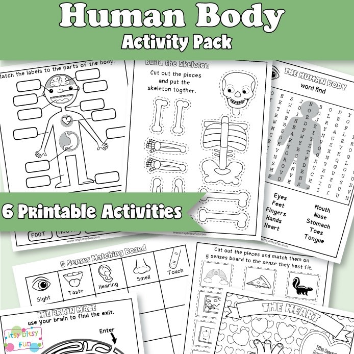 Anatomy Worksheets for Kids