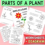 Parts of a Plant Worksheets and Diagrams
