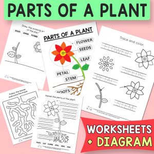 Free Printable Parts of a Plant Worksheets
