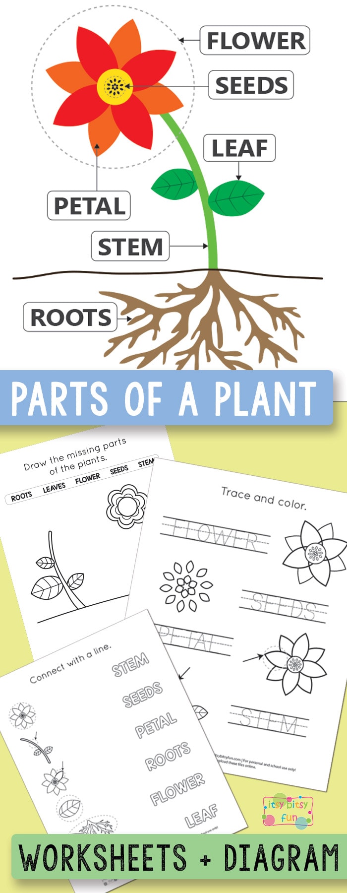 Parts of a Plant Worksheets Kindergarten and 1st Grade #kindergartenworksheets #1stgradeworksheets #freeprintables