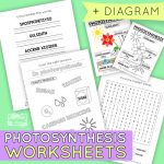 Photosynthesis Worksheets for Kids