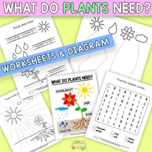 What do Plants Need to Grow Worksheets
