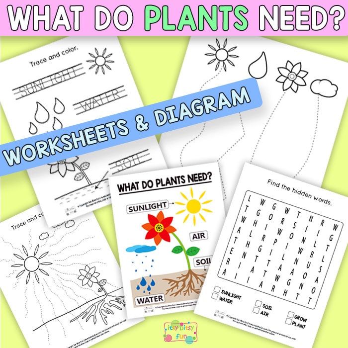 What do Plants Need Worksheets for Pre-K and K
