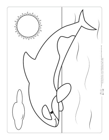 A killer whale coloring page for kids.