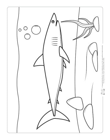 A shark coloring page for kids.