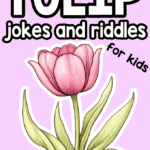 Tulip Jokes and Riddles for Kids