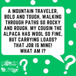 25+ Alpaca and Llama Jokes and Riddles for Kids - Itsy Bitsy Fun