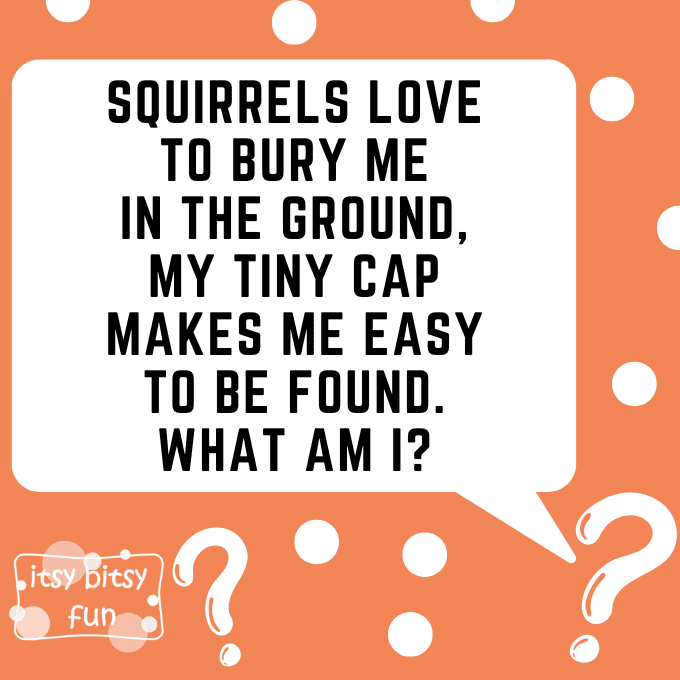 Acorn Riddles for Kids 1