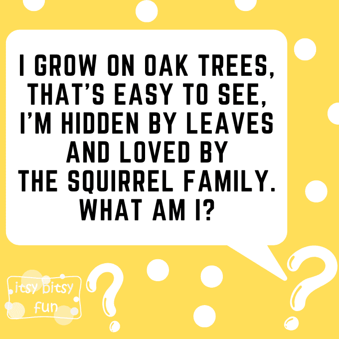 Acorn Riddles for Kids 6