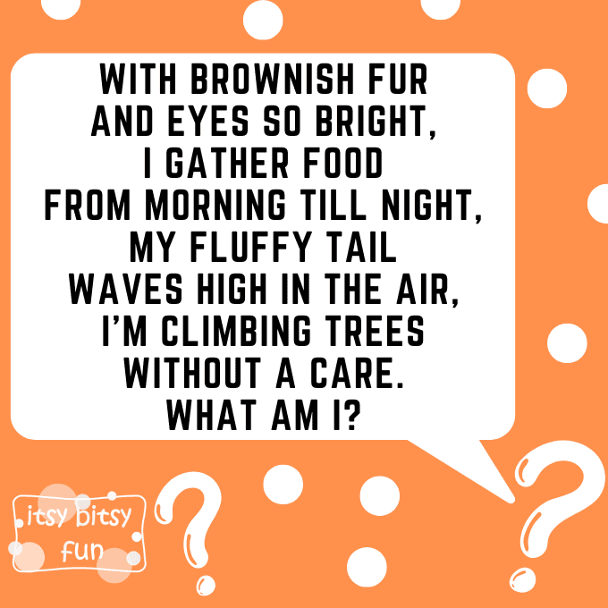 Squirrel Riddles for Kids 2