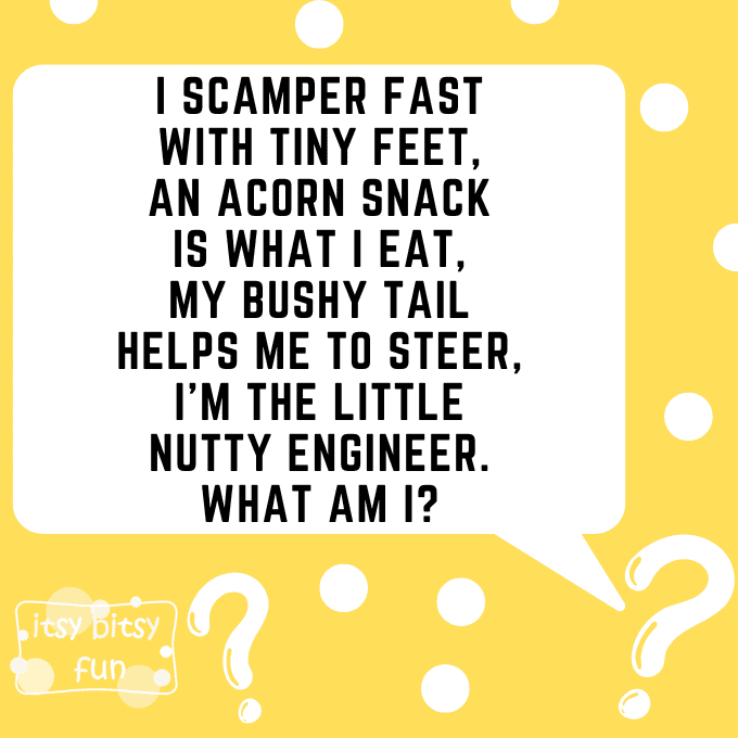 Squirrel Riddles for Kids 4
