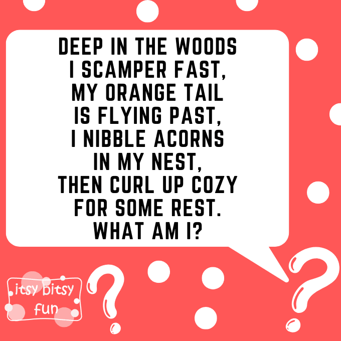 Squirrel Riddles for Kids 6