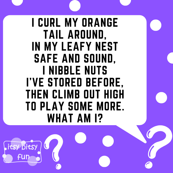 Squirrel Riddles for Kids 7