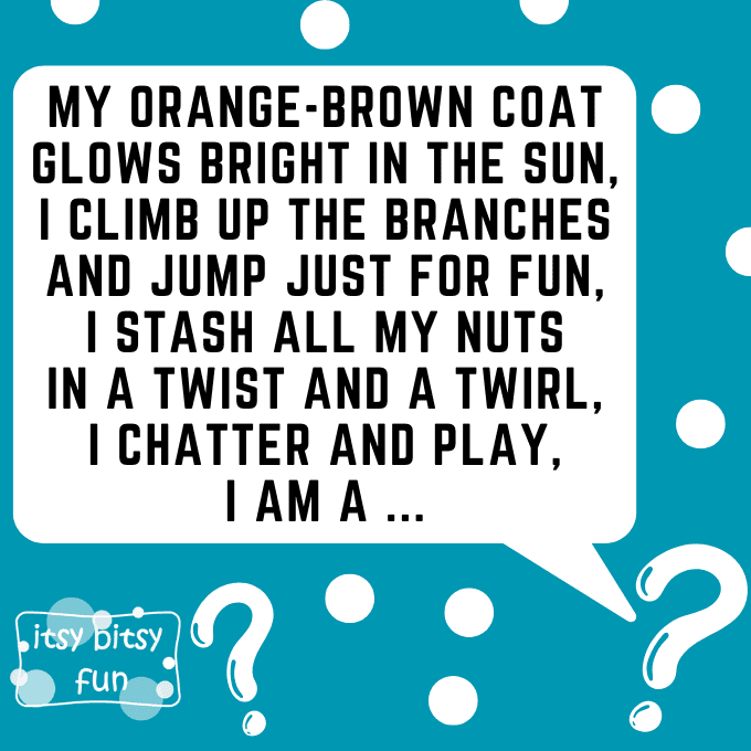 Squirrel Riddles for Kids 8